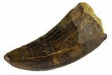 Serrated, Tyrannosaur Tooth - Judith River Formation, Montana #114007-1